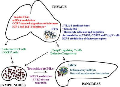 Abnormal T-Cell Development in the Thymus of Non-obese Diabetic Mice: Possible Relationship With the Pathogenesis of Type 1 Autoimmune Diabetes